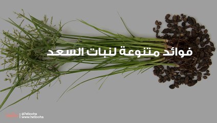 فوائد متنوعة لنبات السعد