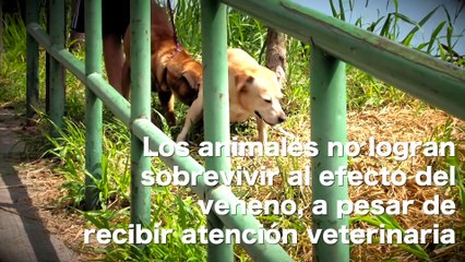 05-12-17 Aconsejan-estar-muy-pendientes-de-las-mascotas