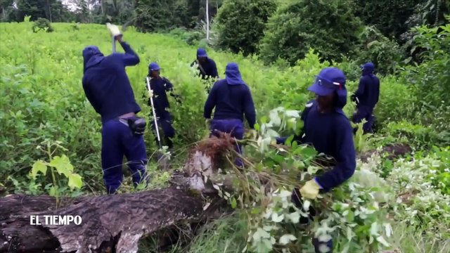 20-03-18 1854 hectareas de coca han sido erradicadas en Antioquia durante el 2018