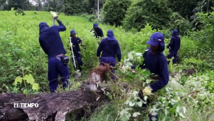20-03-18 1854 hectareas de coca han sido erradicadas en Antioquia durante el 2018