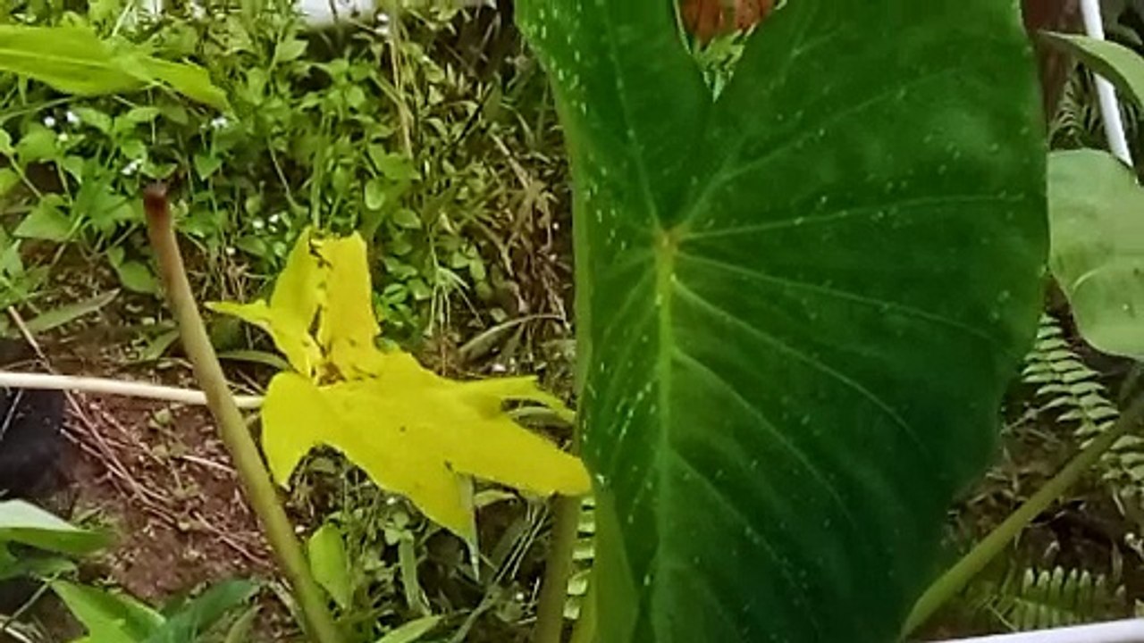 alam Kalimantan