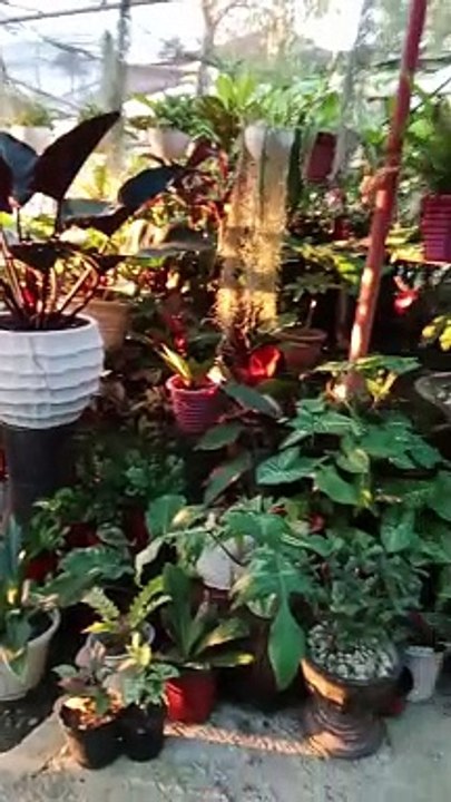 BEAUTIFUL GARDEN