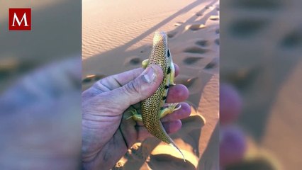 El pez de las arenas es un fascinante animal que sobrevive bajo condiciones extremas