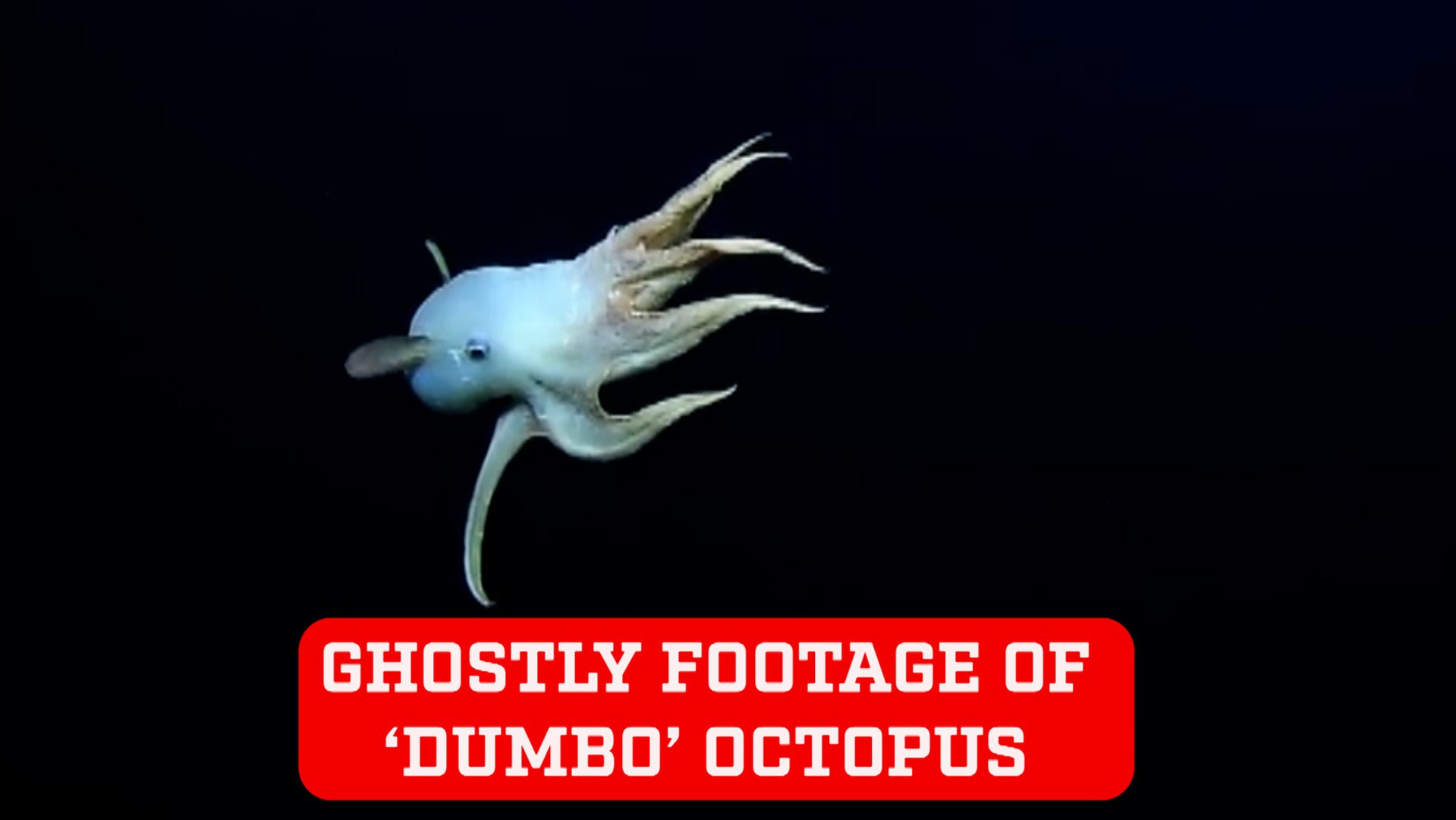 Extremely rare footage of 'ghostly' Dumbo Octopus caught on camera ...