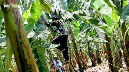 09-08-19 Con un  Puesto de Mando Unificado, Antioquia previene que el hongo del banano llegue al departamento