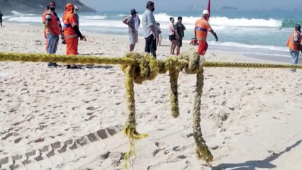 La muerte de ballenas jorobadas bate récord en Brasil