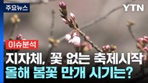 벚꽃 대신 벚꽃봉오리 축제?...올해 봄꽃 만개 시기는? / YTN