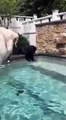 #OMG: El perro se cae a la piscina mientras intenta agarrar la pelota