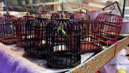 Mascotas músicos y gladiadores los grillos en la China de 2021