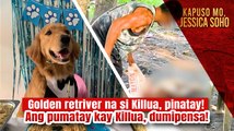 Golden retriver na si Killua, pinatay! Ang pumatay kay Killua, dumipensa! | Kapuso Mo, Jessica Soho