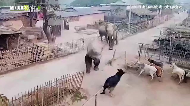 Manada de elefantes arrasa una aldea en India