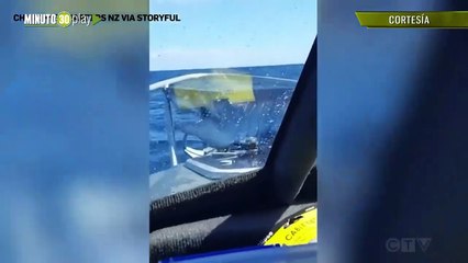 Tiburón salta a un barco en costa de Nueva Zelanda