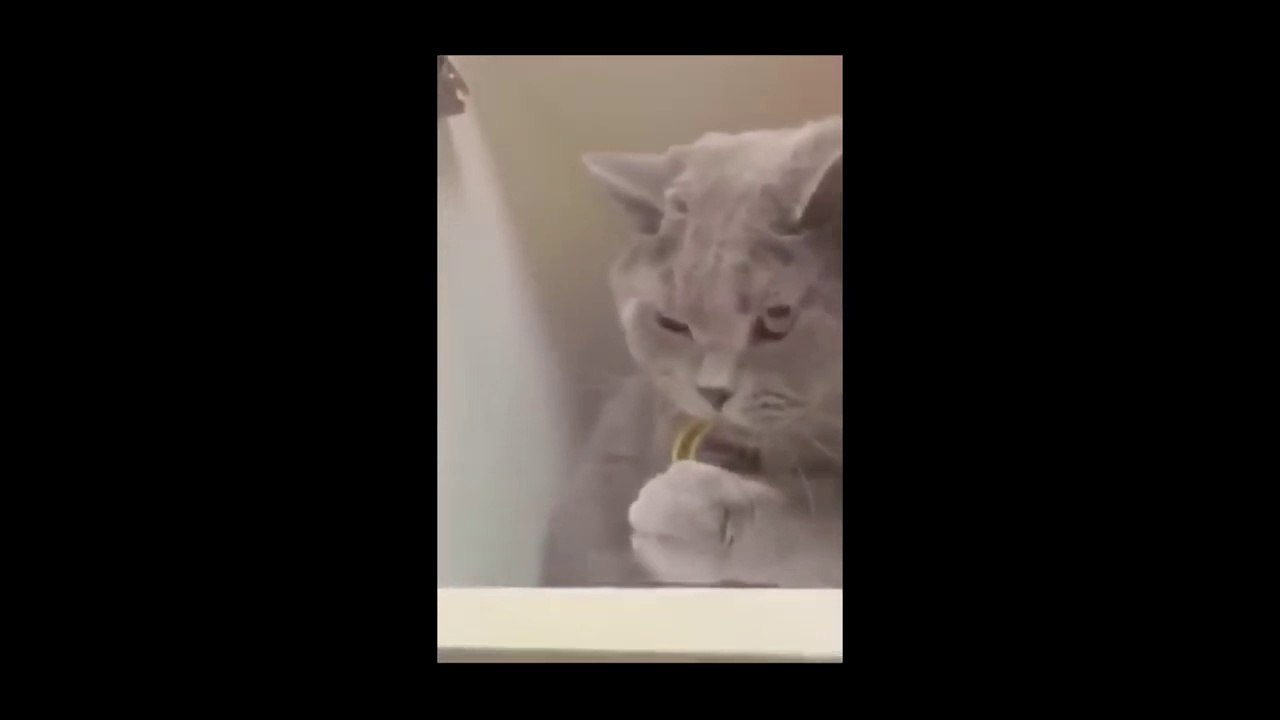 Funny Animals videos !!!