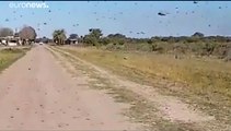 Una plaga de langostas en Argentina