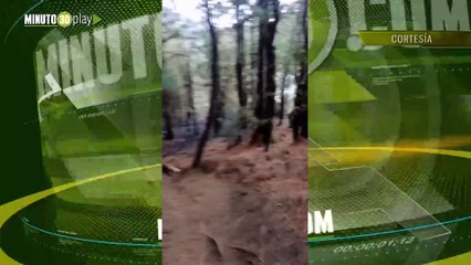 Así quedó el bosque tras el incendio en el cerro P