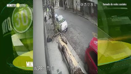 mujer sufrió un fuerte golpe en la cabeza por un árbol seco que se cayó en Argentina