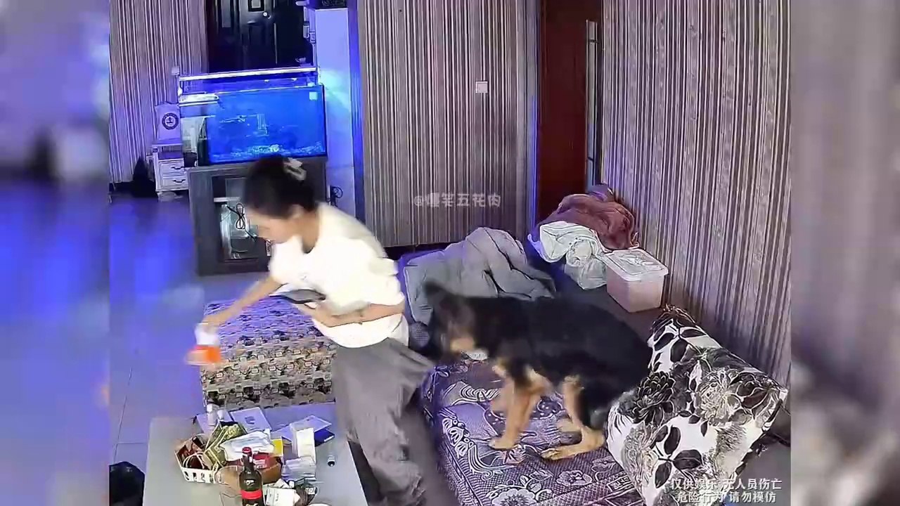Best Funniest Animal Videos This Year !!!