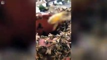 #OMG: Encuentran enorme panal con 60 abejas en su chimenea
