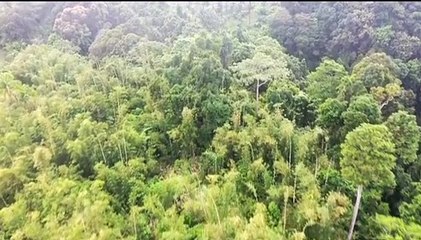 Nature view