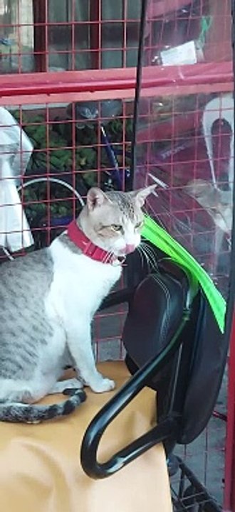 surprise cat