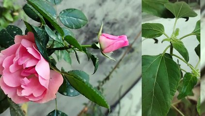 Beauty of flower  | natural flower | meharzari 13