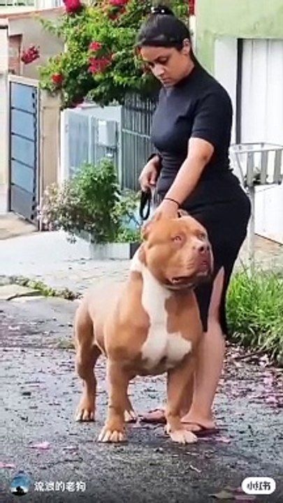 Pitdog