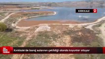 Kırıkkale'de baraj sularının çekildiği alanda koyunlar otluyor