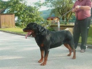 Rottweiler De L'étang D'Illhaeusern