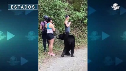 Recolectan firmas para que el oso de Chipinque no sea enviado a un zoológico