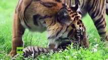 Una cría de tigre de Sumatra nace en un zoológico de Polonia