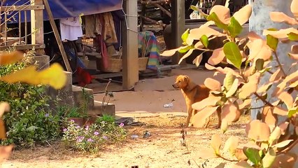 Big Horn vs Prank Sleep Dog Super Funny -  Prank Dog Challenge Try Not to Laugh