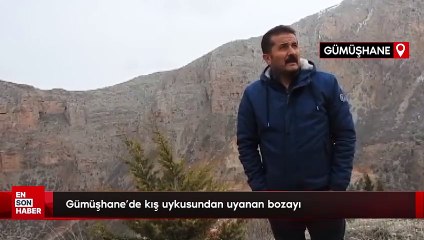Gümüşhane'de kış uykusundan uyanan bozayı