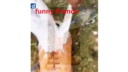 The Hilarious Chronicles of True Friends"