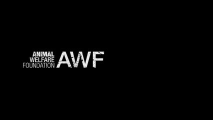 AWF x RDB - Les navires les plus dangereux du monde