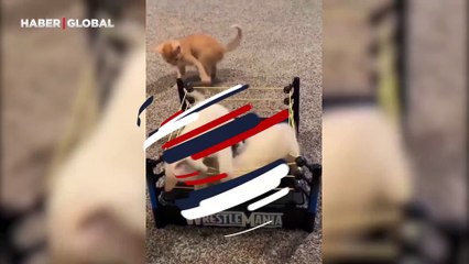 Gerçeğini aratmadı! Kedilerin güreş müsabakası izleyenleri güldürdü