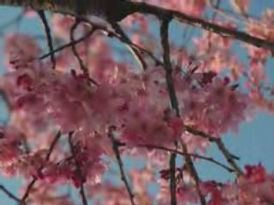 Ohanami