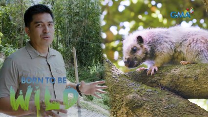 Meet a family of cloud rats in Antipolo City | Born to be Wild