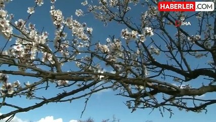 Erken çiçek açan ağaçların görüntüsü mest etti