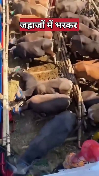 अरब के देश भारत से गोबर खरीदते हैं | dung transport Kuwait