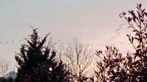 Göç eden pelikan sürüsü gökyüzünde görsel şölen sundu