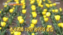 [HOT] Colorful! 100,000 tulips flower fields, 생방송 오늘 저녁 240325