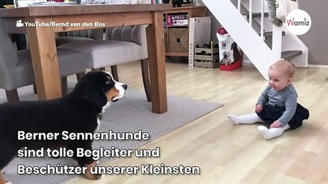 Berner Sennenhund sieht das Baby: Papa glaubt nicht, was die beiden gleich tun (Video)