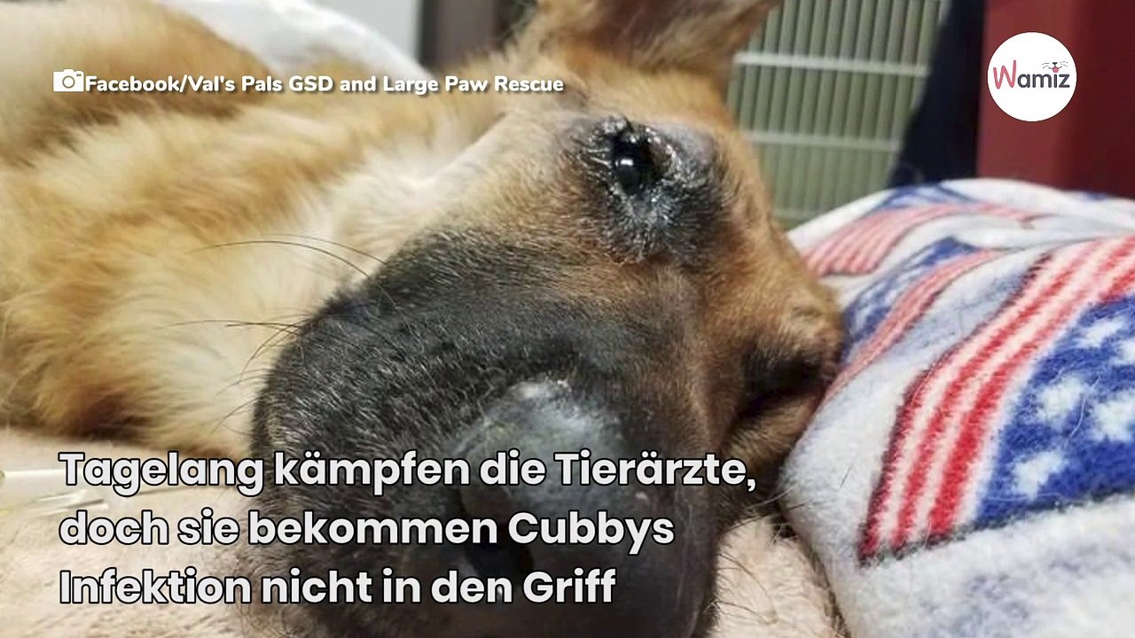 Schäferhund liegt in Schubkarre und seine Chancen stehen 50:50 (Video)