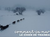 Comment ça marche le chien de traineau - Comment Kiffon - TL7, Télévision loire 7