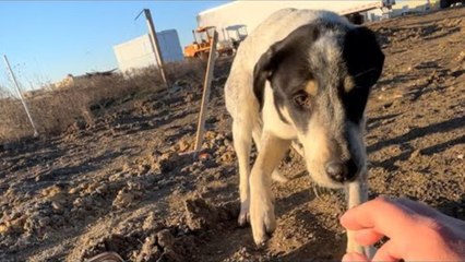 Man Spends Four Days In Freezing Cold Trying To Rescue Stray Dog | Happily TV