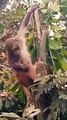 Funny Monkey Shorts Video, Monkey Shorts Video, Animal's Shorts Video#Animalsvideo#Wildanimals