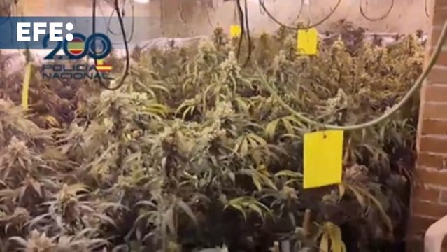 Detenidos por explotar a tres víctimas de trata en plantaciones de marihuana en Madrid