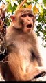 Animal's Viral Funny Video, Funny Animals New Video, Animals Shorts #Animalsvideo#Monkeyvideo