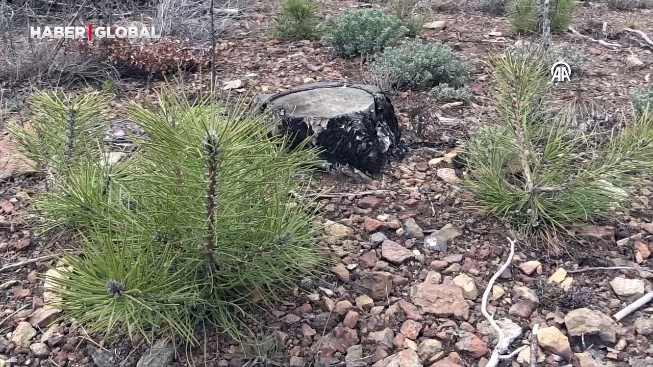 Denizli'de yangında zarar gören ormanlık alana 745 bin fidan dikildi