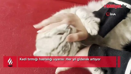 Tedavisi yok! Kedi tırmığı hastalığı uyarısı: Her yıl giderek artıyor
